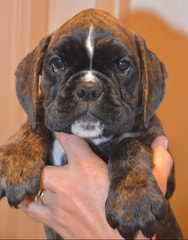 Calgary Alberta Boxer Puppies Sale & Puppy Breeders - Paradigm Boxers